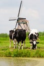 Cows and windmill Royalty Free Stock Photo