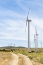 Cows and Windmills Los Llanos windfarm MÃÂ¡laga Spain Royalty Free Stock Photo