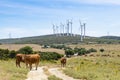 Cows and Windmills Los Llanos windfarm MÃÂ¡laga Spain Royalty Free Stock Photo