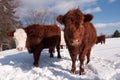 Cows in winter Royalty Free Stock Photo