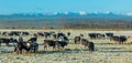 Cows Winter Breakfast Royalty Free Stock Photo