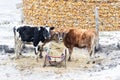 Cows in winter