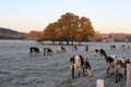 Cows in winter Royalty Free Stock Photo