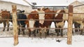 Cows winter organic farm herd snow organic farming snowy ice fence enclosure cowshed, bull fenced dairy cows of