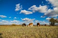 Cows on the yellow grass under the blue sky