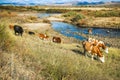 Cows on the yellow grass under the blue sky by the river shore Royalty Free Stock Photo