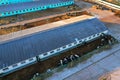 Cowshed with cows near farm. Farmland with cattle. Farm animals at barn.