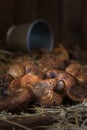 Cowshed mushrooms on a straw , on blurred backgroundbackground