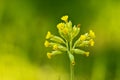 Cowslip