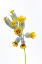 Cowslip