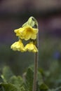 Cowslip Royalty Free Stock Photo