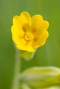 Cowslip Royalty Free Stock Photo