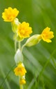 Cowslip Royalty Free Stock Photo