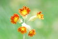 Cowslip Royalty Free Stock Photo