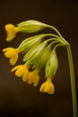 Cowslip Primula veris flower, beautiful flower in spring Royalty Free Stock Photo