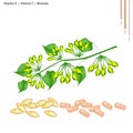 Cowslip Creeper Flower with Vitamin A and C
