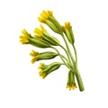 Cowslip digital art illustration. Primula veris, common primrose Primula officinalis Hill, herbaceous perennial flowering plant in