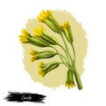 Cowslip digital art illustration. Primula veris, common primrose Primula officinalis Hill, herbaceous perennial flowering plant in