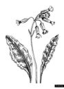 Cowslip flower sketch in engraved style. Floral branch with buds and leaves. Black contoured primrose drawing. Botanical vector