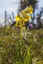 Cowslip flower at a spring meadow Royalty Free Stock Photo