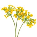 Cowslip Flowers