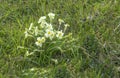 Cowslip flowers in a background of grass