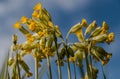 Cowslip Flowers close up