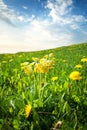 Cowslip flowers on the field