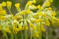 Cowslip flowers