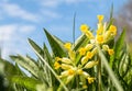 Close-up of cowslip flowers in natural green environment