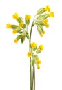 Cowslip flowers Royalty Free Stock Photo