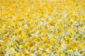 Cowslip flowers put out for drying