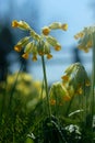 Cowslip Flowers and Spider in Spring