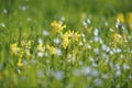Cowslip and Greater Stitchwort Flowers in Springtime