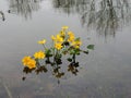 Cowslip marsh , marsh-marigold or kingcup, Caltha palustris Royalty Free Stock Photo