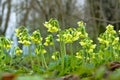 Cowslip paigle (Primula macrocalix