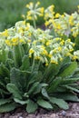 Cowslip primrose, Primula veris Royalty Free Stock Photo