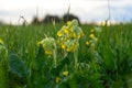 Cowslip Primrose Primula veris Primula officinalis Royalty Free Stock Photo