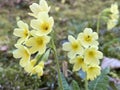The Cowslip primrose Primula veris Primula officinalis, Die Echte SchlÃÂ¼sselblume Schluesselblume oder Echte Schlusselblume