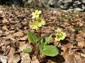 The Cowslip primrose Primula veris Primula officinalis, Die Echte SchlÃÂ¼sselblume Schluesselblume oder Echte Schlusselblume