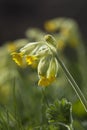 Cowslip (Primula veris) Royalty Free Stock Photo