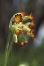 Cowslip (Primula veris) Royalty Free Stock Photo