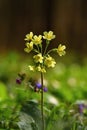 Cowslip Primula veris flower. Beautiful spring flower Royalty Free Stock Photo