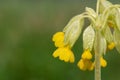 Cowslip primula veris flower Royalty Free Stock Photo