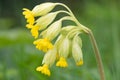 Cowslip primula veris flower Royalty Free Stock Photo