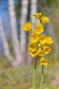 Cowslip (primula veris) in flower Royalty Free Stock Photo