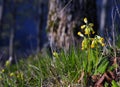 Cowslip Primula veris flower Royalty Free Stock Photo