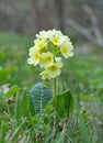 Cowslip (Primula veris) flower Royalty Free Stock Photo