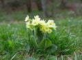 Cowslip Primula veris flower Royalty Free Stock Photo