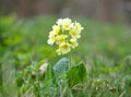 Cowslip Primula veris flower Royalty Free Stock Photo